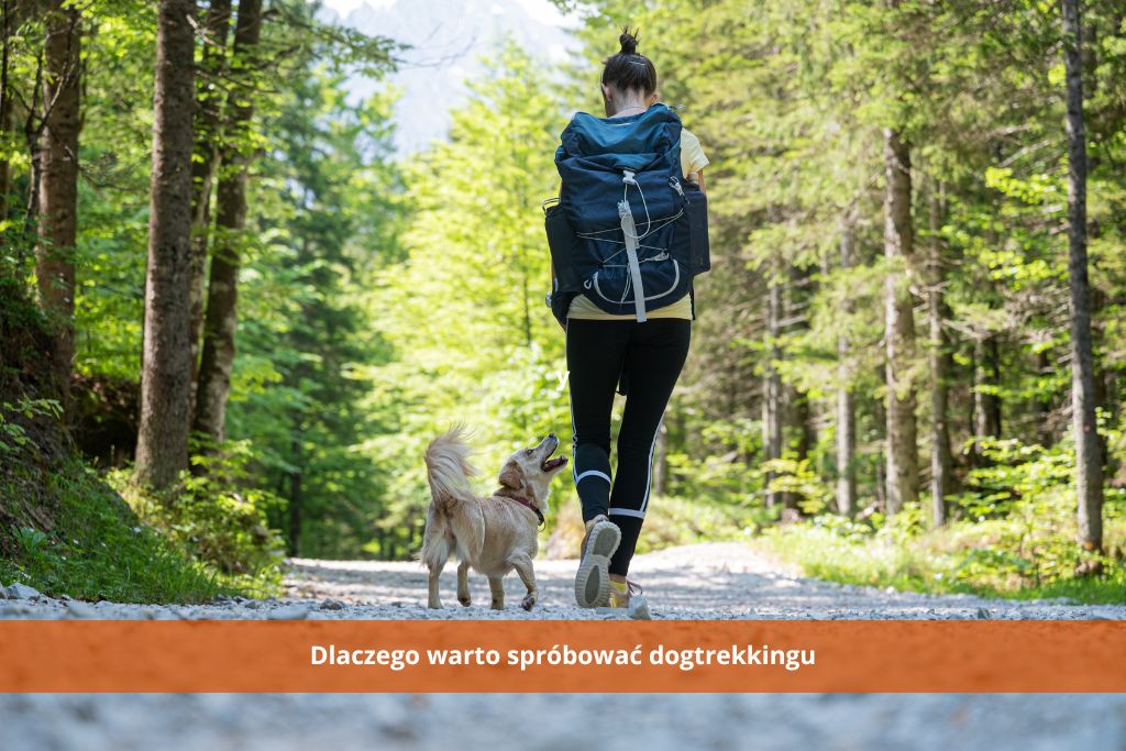 Dlaczego warto spróbować dogtrekkingu? Korzyści dla psa i właściciela